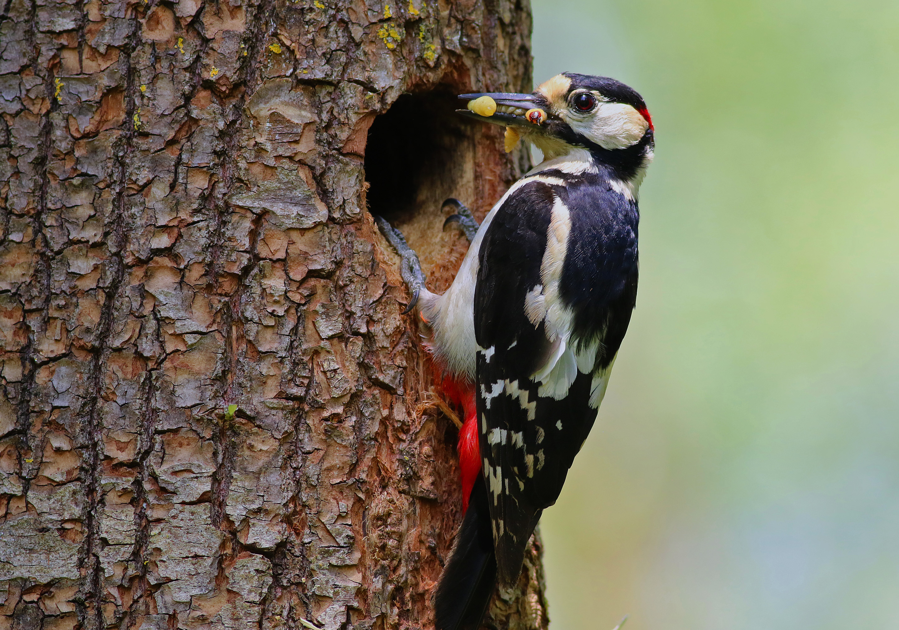 Great Spotted Woodpecker
